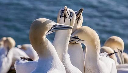 kaiyun.com-勇士队遭遇三连败，卫冕之路不平坦，勇士队全场