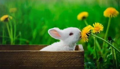 开云中国大陆-【锦标赛战况】高手云集，谁能问鼎年度冠军？，锦标赛视频