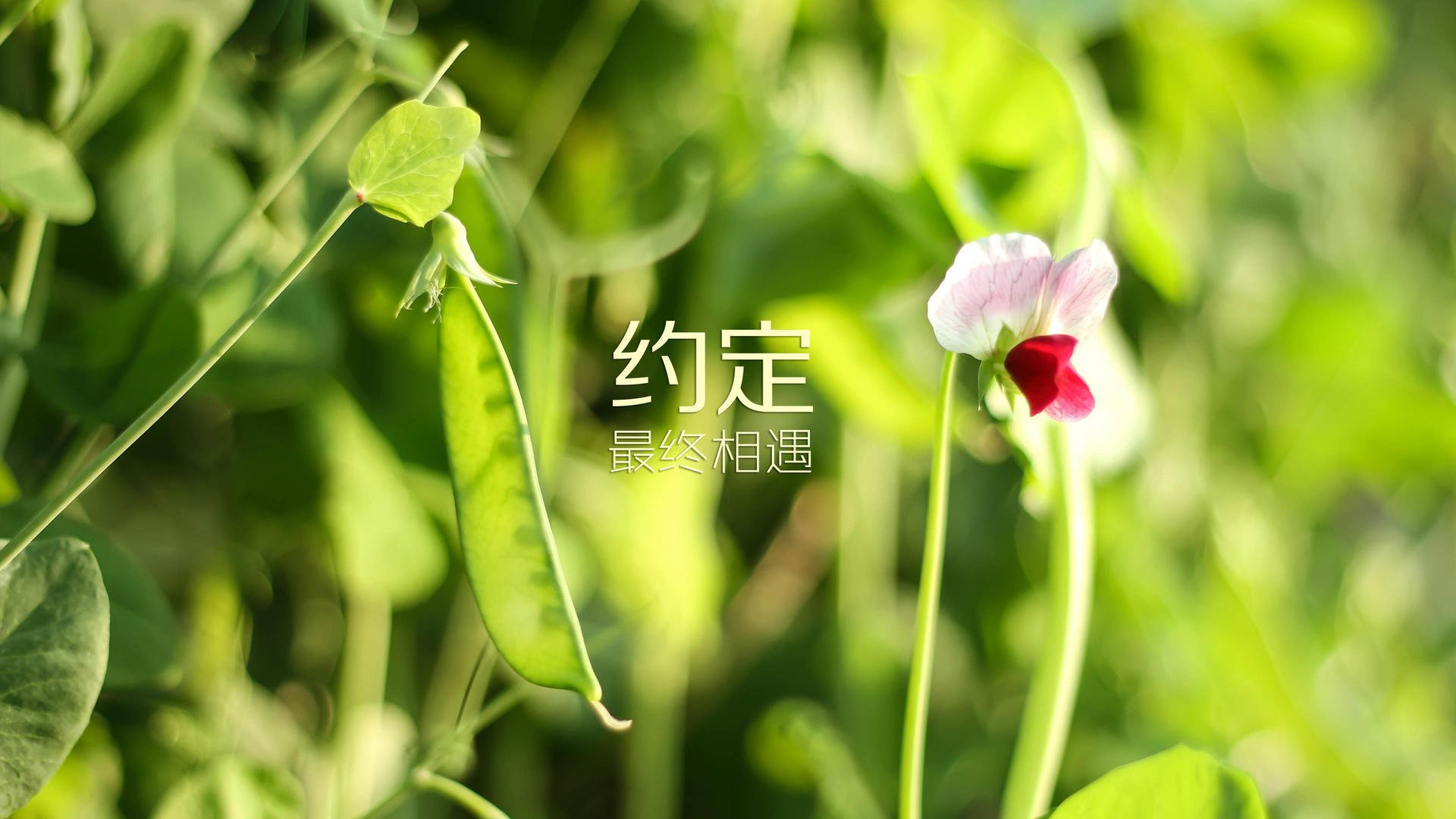 _运动员公益直播：带动全民健身热潮_，体育明星公益活动