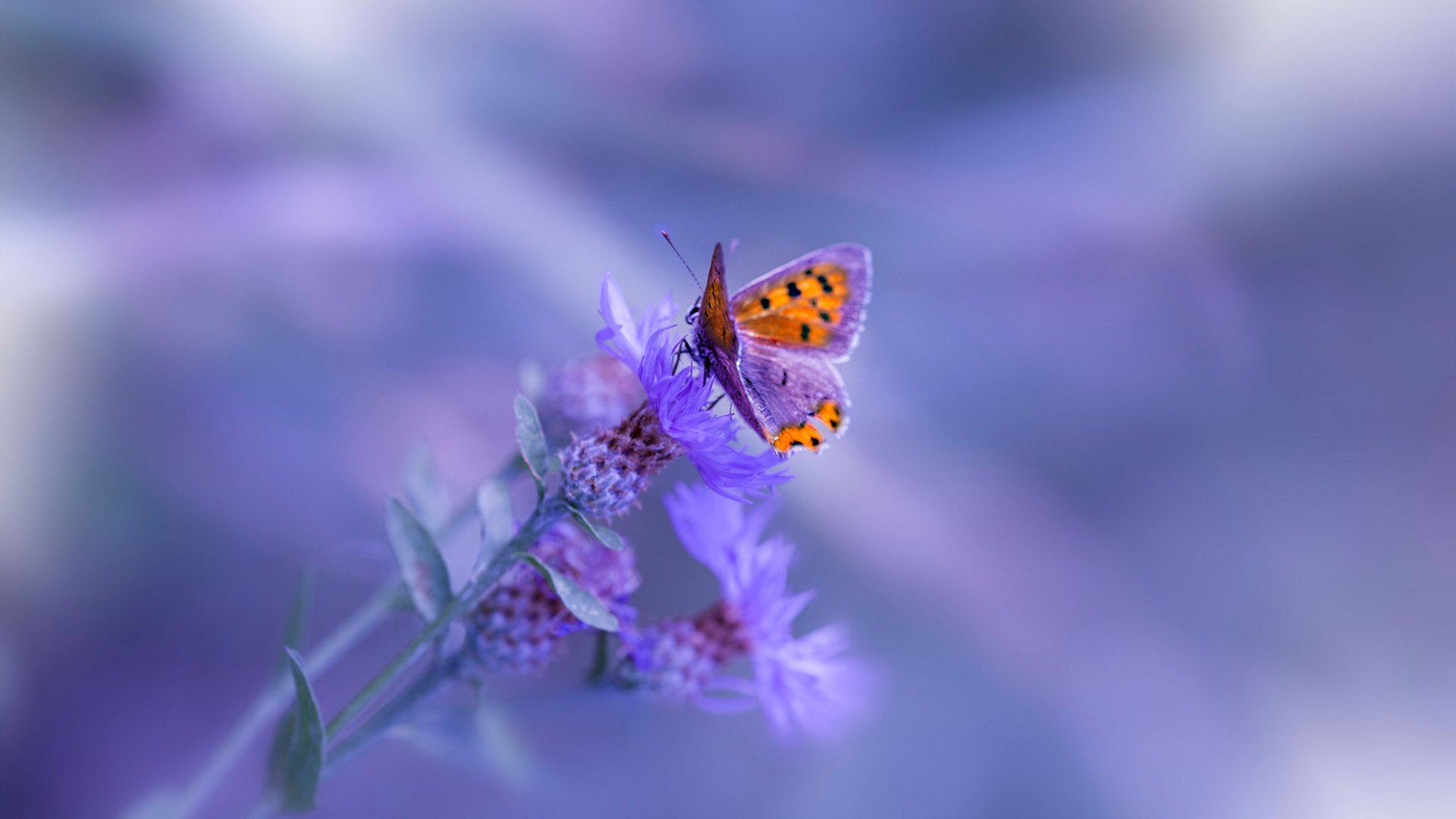 德甲：多支豪门补强中场，意图夺取冠军，德甲巨星