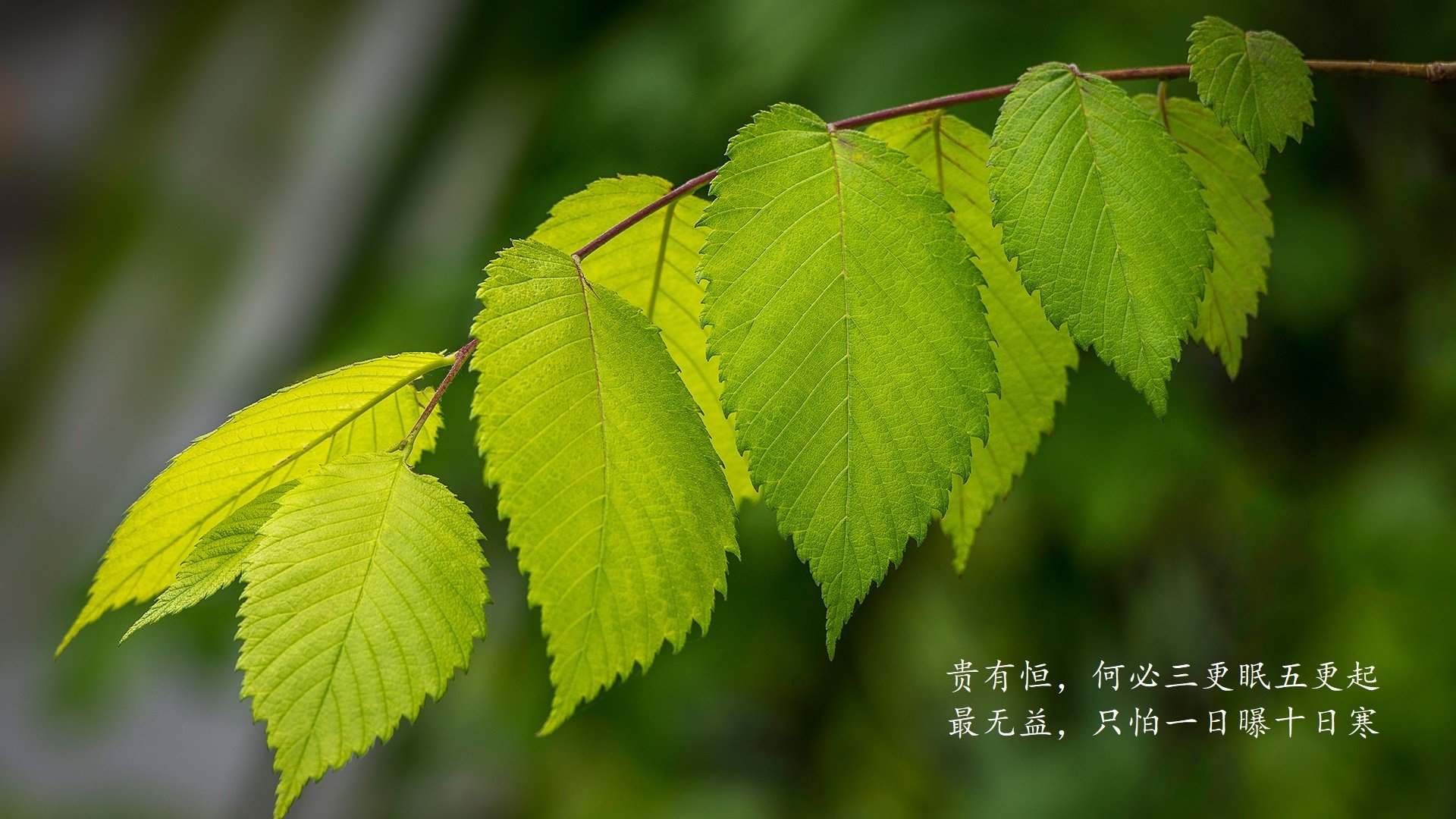 迈凯轮宣布新技术研发计划，追赶领先者，迈凯轮全新