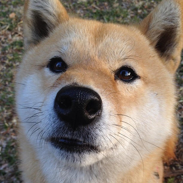 一场硬仗在等着上海申花,他们已做好准备,上海申花官宣