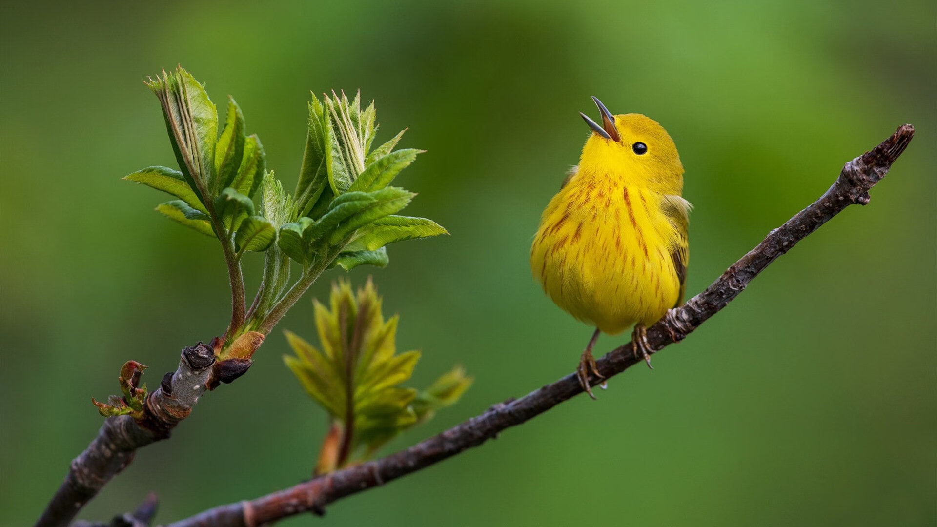 开云官方网页登录-深圳马可波罗 教练战术布局引热议，深圳马可波罗教练是谁