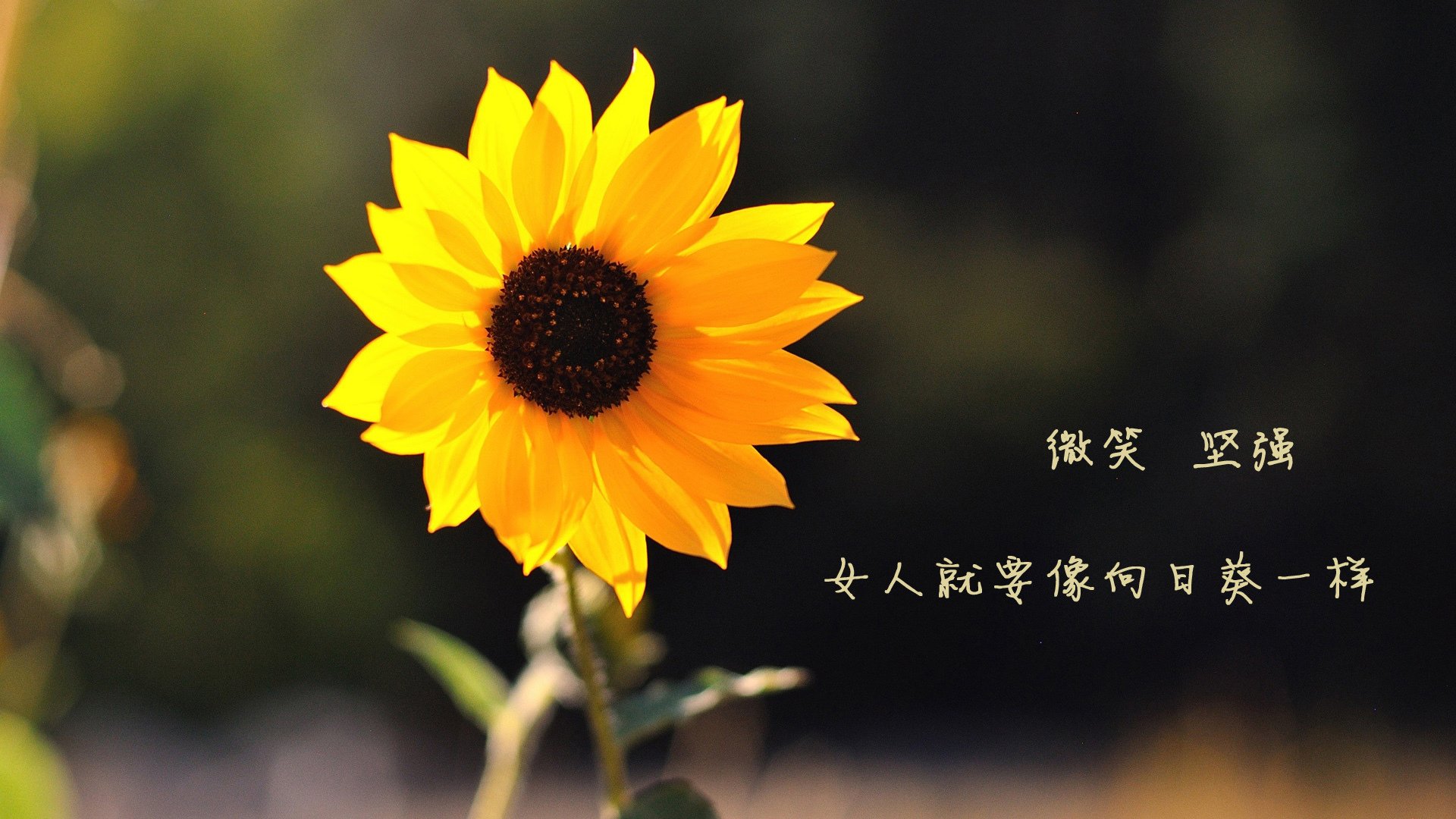 世界摩托艇锦标赛大连站吸引众多关注，2021年摩托艇大赛