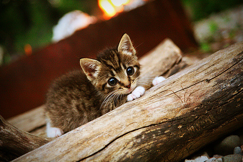 博卡青年力争成为南美输出型俱乐部代表，博卡青年队竞技的比分预测