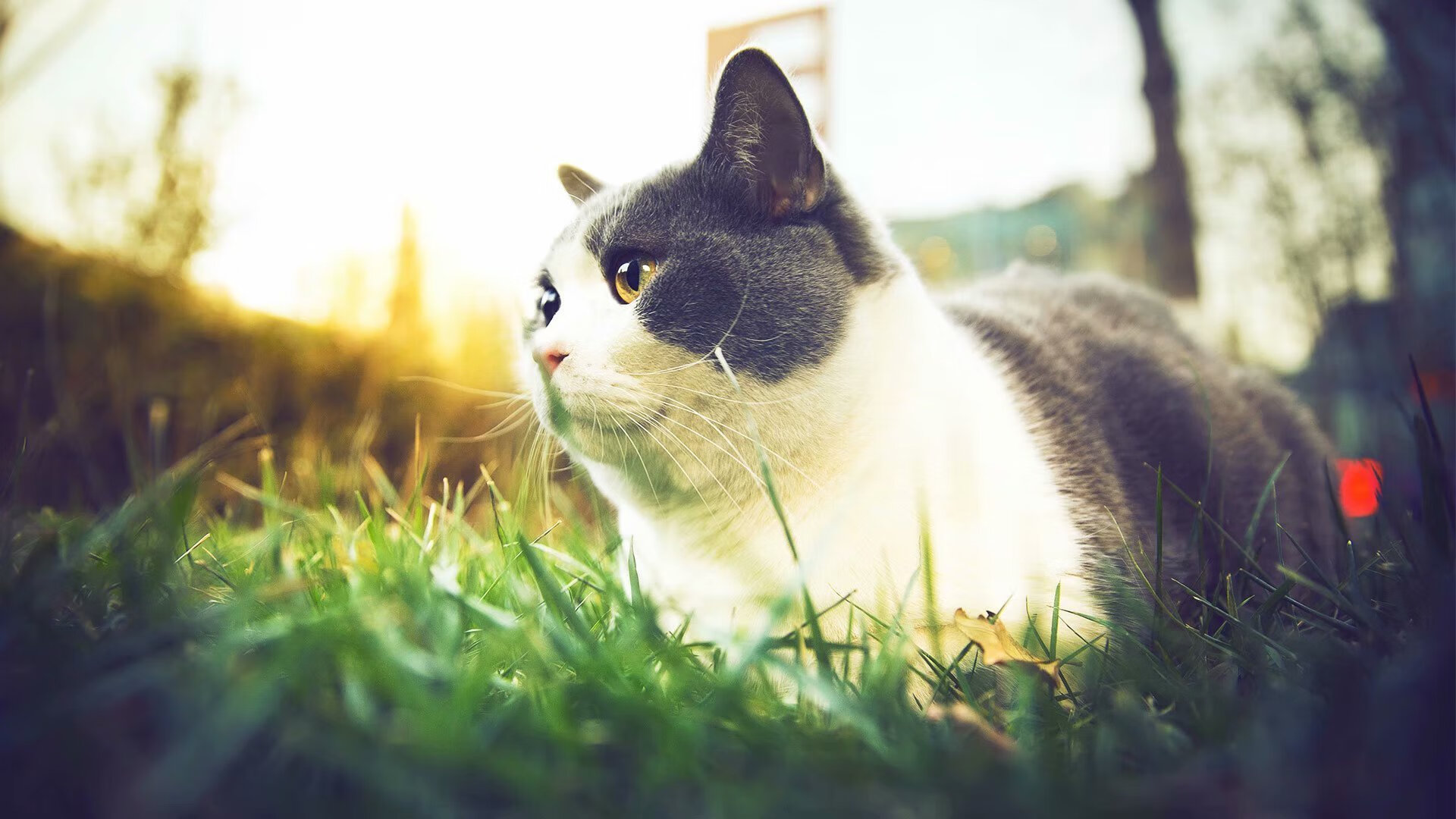 印度队未来发展：打破国内外乒乓壁垒，迈向世界舞台，印度乒乓球联赛