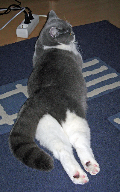 对抗最激烈的身体碰撞时刻合集，身体对抗激烈的运动