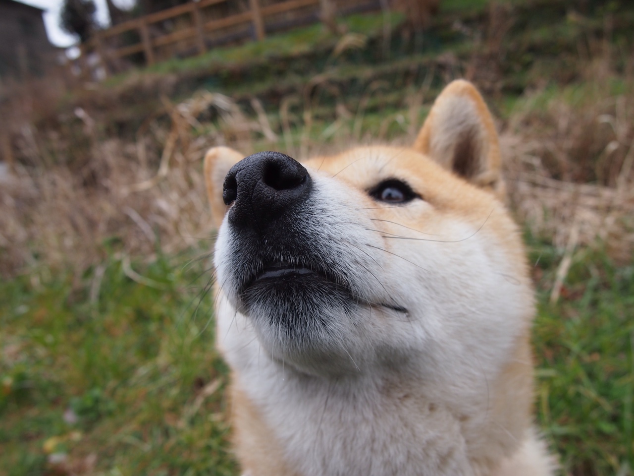 拉齐奥短传组织稳固掌控节奏主动,拉齐奥全资讯球员