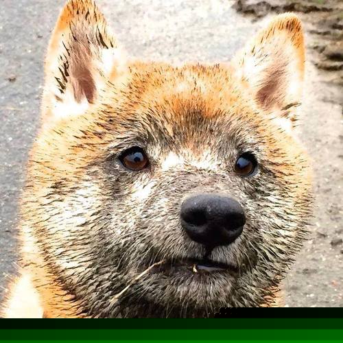 中国女排集体观看老比赛视频复盘,中国女排集锦