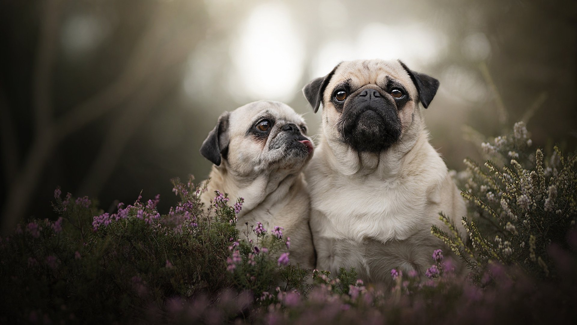 中国足球联赛制定青训成果考核激励制度,中国足协青训大纲精神解读